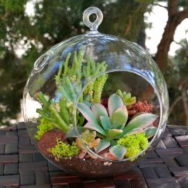 Succulent terrarium